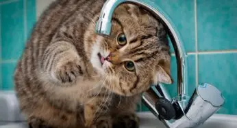 В Білій Церкві у суботу та неділю відключать воду