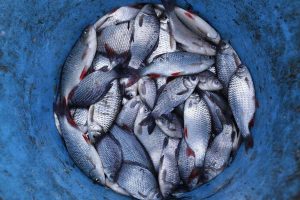 нерест 2021, заборона ловити рибу, заборонили ловити рибу, нерестовий вилов риби
