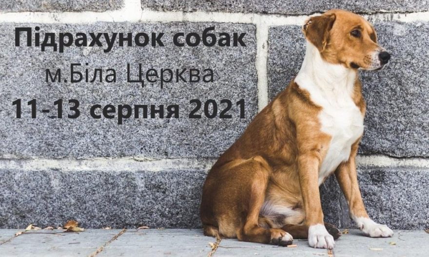 Безпритульних собак підраховуватимуть у Білій Церкві 11-13 серпня, фото-1