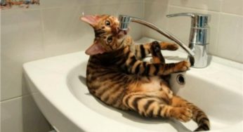 У Білій Церкві відбудеться планова промивка водопровідних мереж