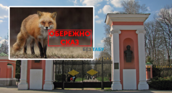 В парку “Олександрія” на 2 місяці заборонили вигул собак через виявлений сказ у лисиці