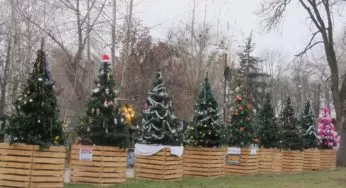 У Білій Церкві відкрили галявину новорічних ялинок (Фото, відео)