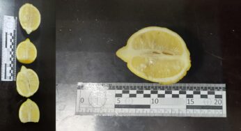 У Білоцерківську колонію намагались пронести в лимонах невідомі речовини