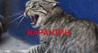 У селах Білоцерківщини оголошено карантин через спалах сказу