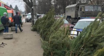 У Білій Церкві чоловік продавав ялинки та сосни без відповідних дозвільних документів