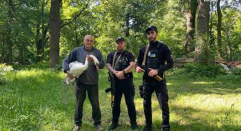 У Білій Церкві патрульні врятували лебедя, якого спіткала небезпека