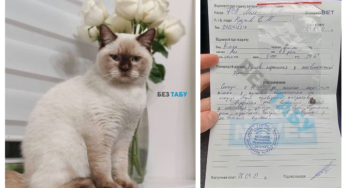 У Білій Церкві підстрелили кота з пневматичної зброї: куля пробила щелепу